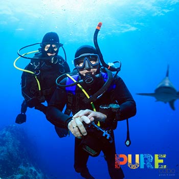 Cabo Shark Dive