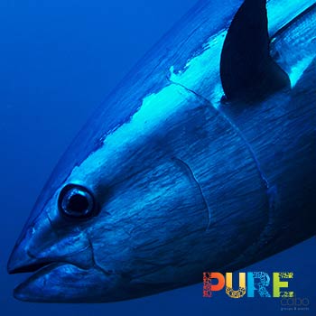 Cabo Sport Fishing Tuna