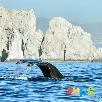 Whale Watching Cabo San Lucas