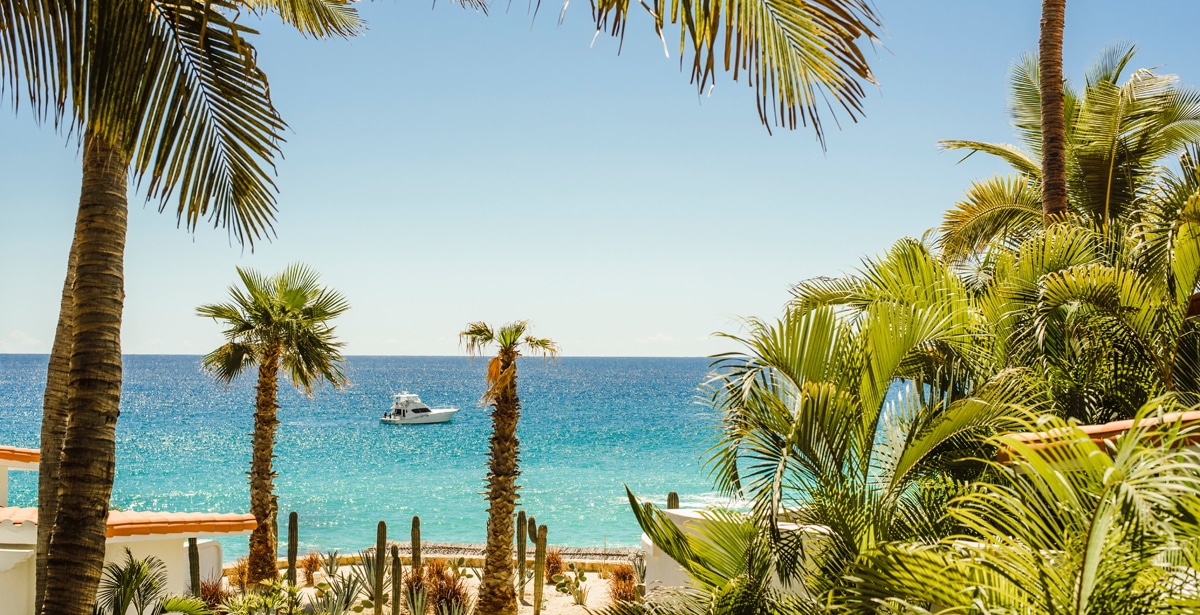 Cabo Beach with palm Trees