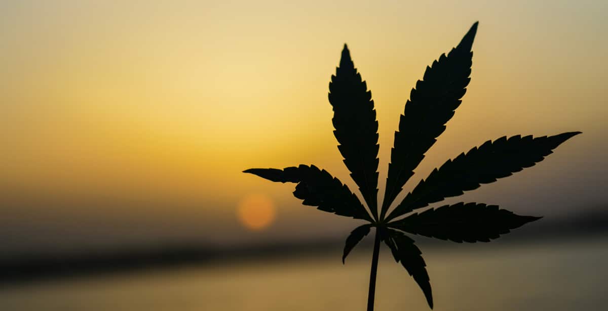 A Weed Leaf set in front of a sunset at the beach.
